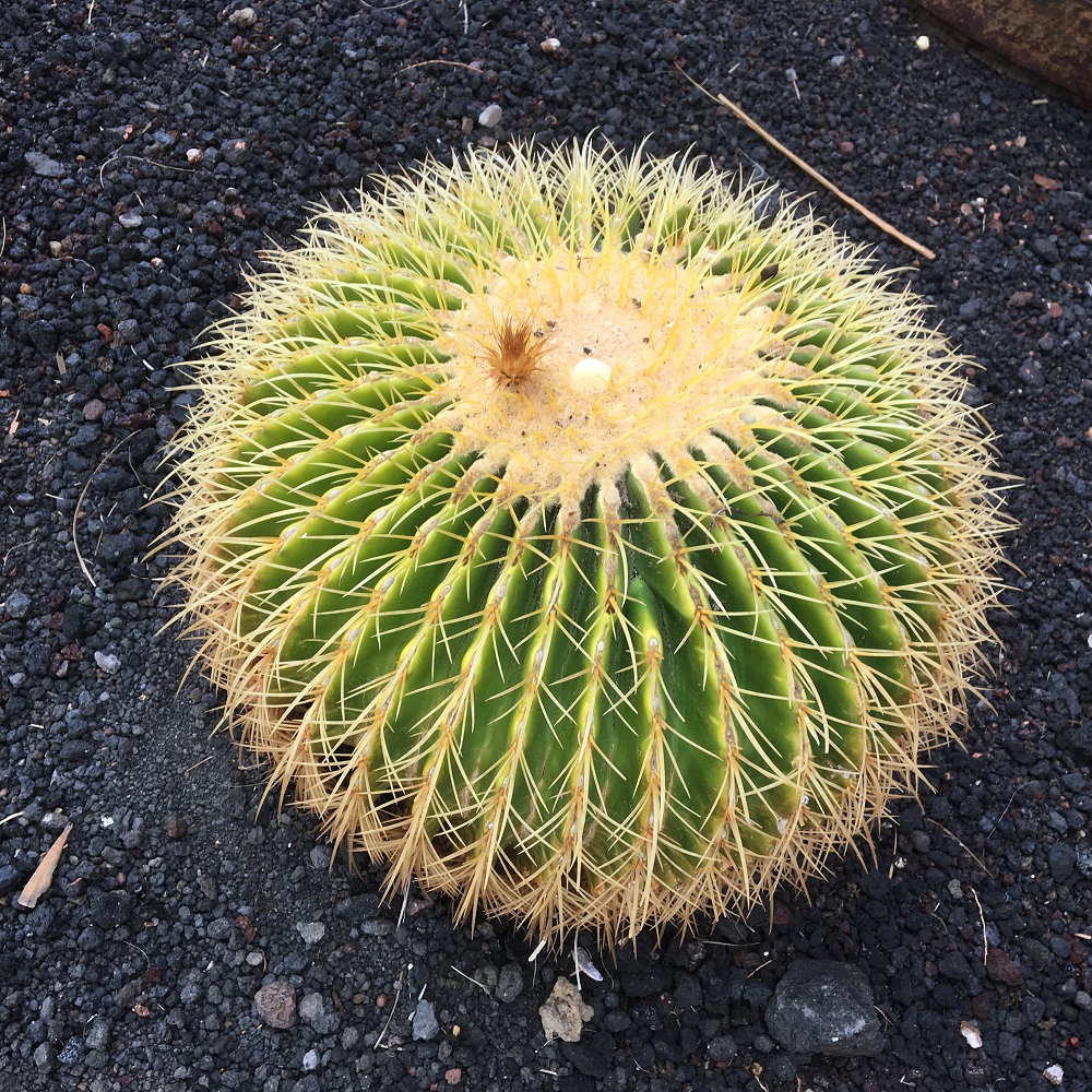 Die Reise nach La Palma - Teil 2 Kaktus - Sunnyside-of-life
