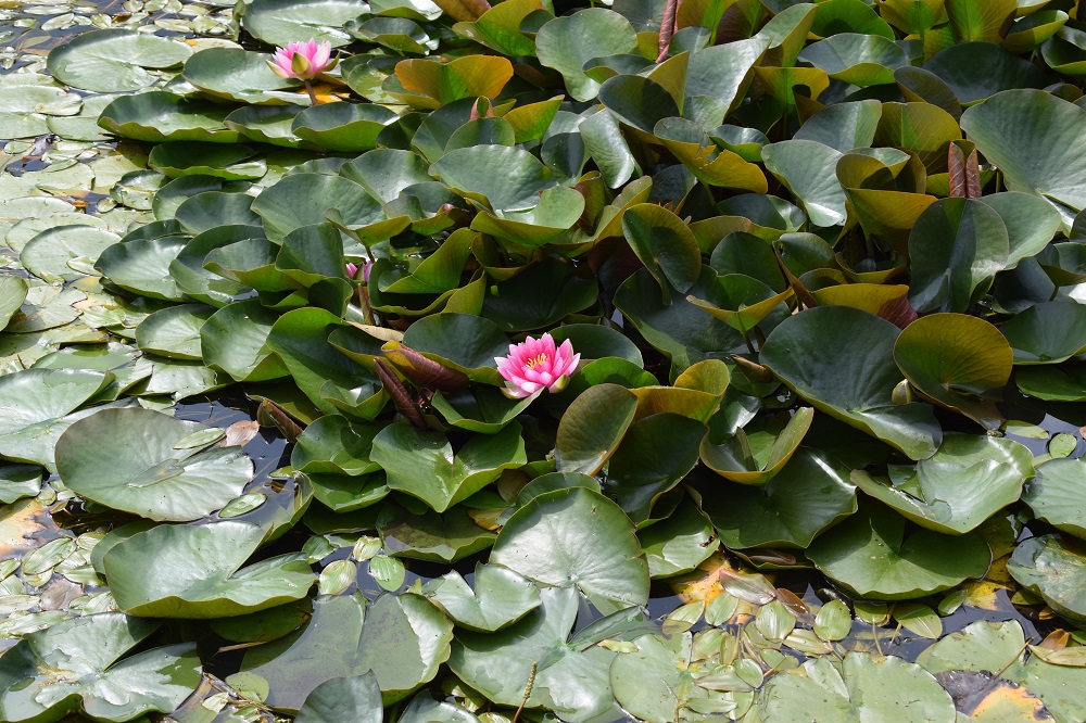 Wasserschloss Lembeck Seerosenteich mit rosafarbenen Seerose